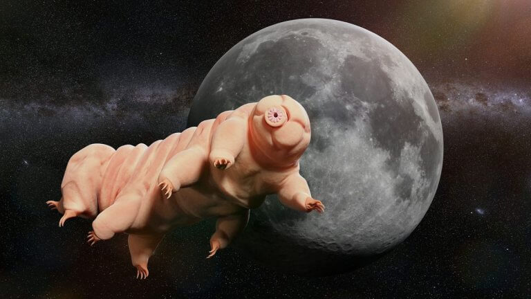 Could tardigrades have colonized the moon?_65e3509626bcc.jpeg