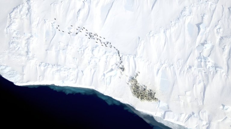 High-resolution imagery advances the ability to monitor decadal changes in emperor penguin populations_65f310f98f849.jpeg