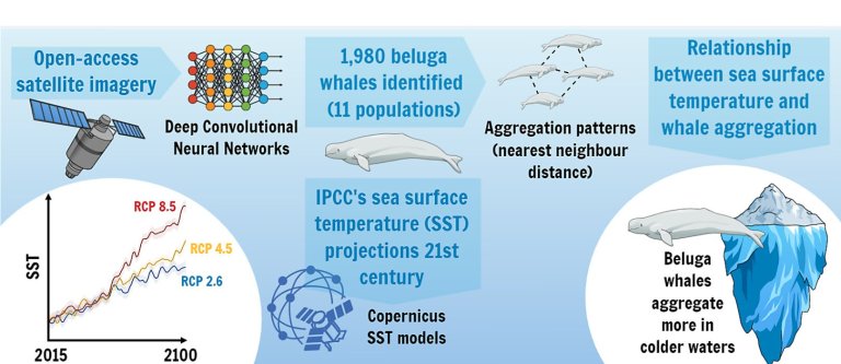 New study suggests warming seas are negatively affecting beluga whales’ aggregation patterns_65e73351dc6de.jpeg