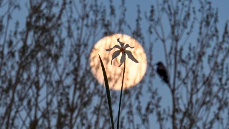 April full moon has us tickled pink in these gorgeous photos_66297ff506ea2.jpeg