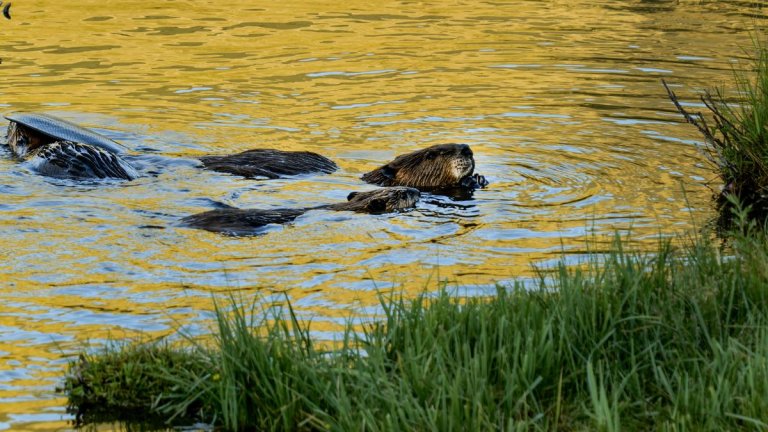 Beavers are helping fight climate change, satellite data shows_662d742479b09.jpeg