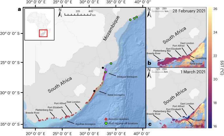 Climate-change-driven cold snaps threaten marine life_661e924d7c2f6.jpeg