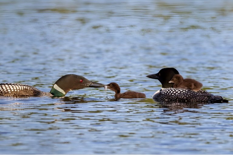 Common loons threatened by declining water clarity_66116351a3640.jpeg