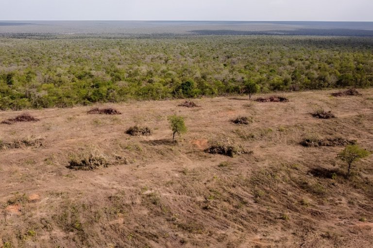 Report links H&M, Zara to environmental destruction in Brazil_66194c6869aba.jpeg