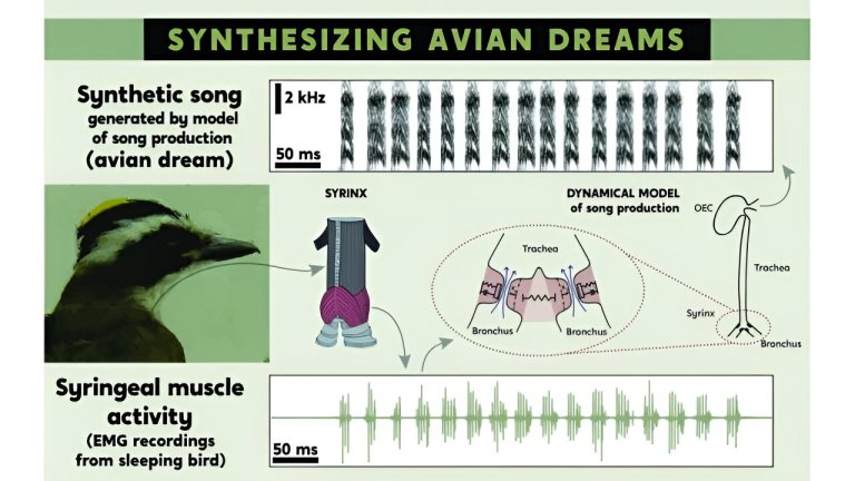 Saturday Citations: Listening to bird dreams, securing qubits, imagining impossible billiards_661a9dda621b0.jpeg