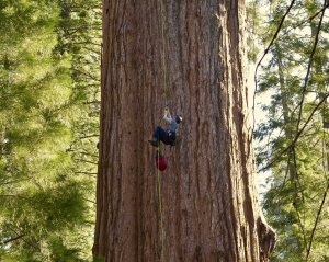 General Sherman passes health check but world’s largest trees face growing climate threats_6650ab50148d9.jpeg