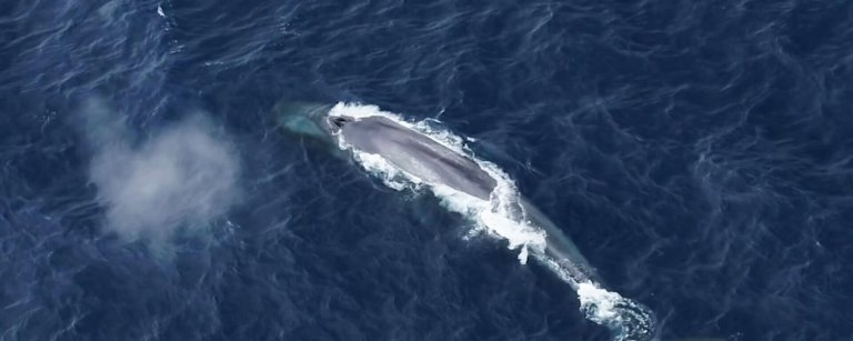 Listening to giants: The search for the elusive Antarctic blue whale_663a41e65de14.jpeg