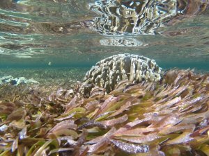 Seagrass meadows are rapidly expanding near inhabited islands in Maldives_664770db4c678.jpeg