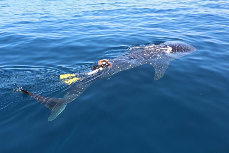 Female whale shark with satellite transmitter for record-breaking four years shows consistent migrations_66a268569a145.jpeg