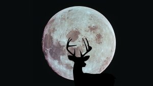 Full Buck Moon shines this weekend on Apollo 11 moon landing anniversary_66992de756b0f.jpeg