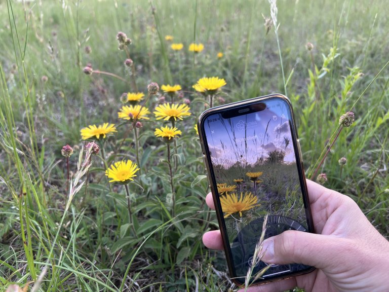 How a plant app helps identify the consequences of climate change_668ea1e8b2431.jpeg