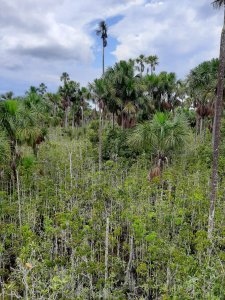 New data-driven map reveals extensive peatlands in Amazon Basin_66a7ae5047095.jpeg