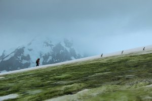 First map of vegetation across Antarctica reveals a battle for the continent’s changing landscape_66b78062d7cb2.jpeg