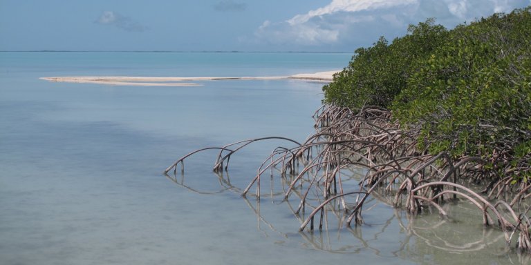 South Florida estuaries warming faster than Gulf of Mexico, global ocean, research shows_66b4dd75d7d67.jpeg