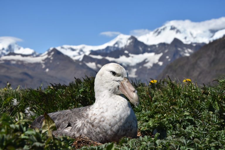 Antarctica’s receding sea ice could impact seabirds’ food supply_66e453661eab3.jpeg