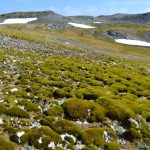 Antarctic ‘greening’ at dramatic rate, satellite data show_670002ccd7ef9.jpeg