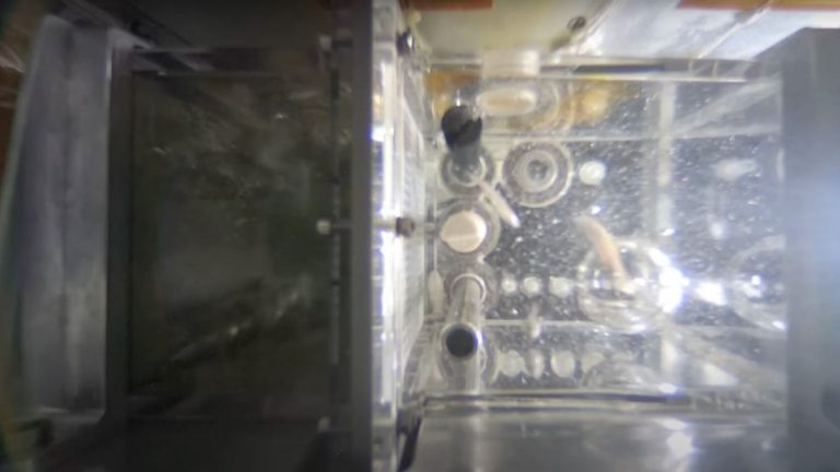 China aims to breed zebrafish aboard Tiangong space station (video)_670066cc1a843.jpeg