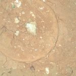 Green Blobs on a Red Planet: NASA Rover Spots ‘Enigmatic’ Rock_6726286312656.jpeg