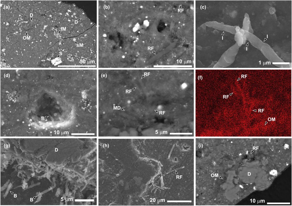 Ryugu asteroid sample rapidly colonized by terrestrial life despite strict contamination control_6741ad7dee4ed.jpeg