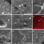 Ryugu asteroid sample rapidly colonized by terrestrial life despite strict contamination control_6741ad7dee4ed.jpeg