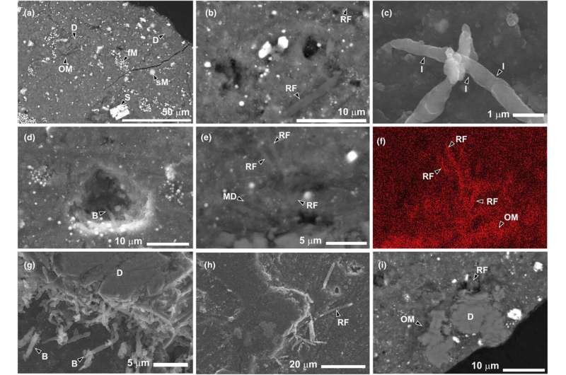 Terrestrial life found on JAXA Hayabusa 2 mission asteroid sample