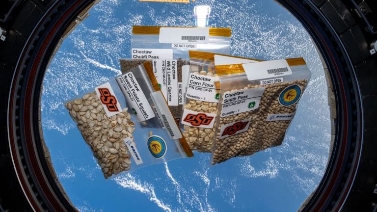 Space-flown Choctaw Nation seeds to be planted on Earth for STEM experiment_6739f49df2070.jpeg