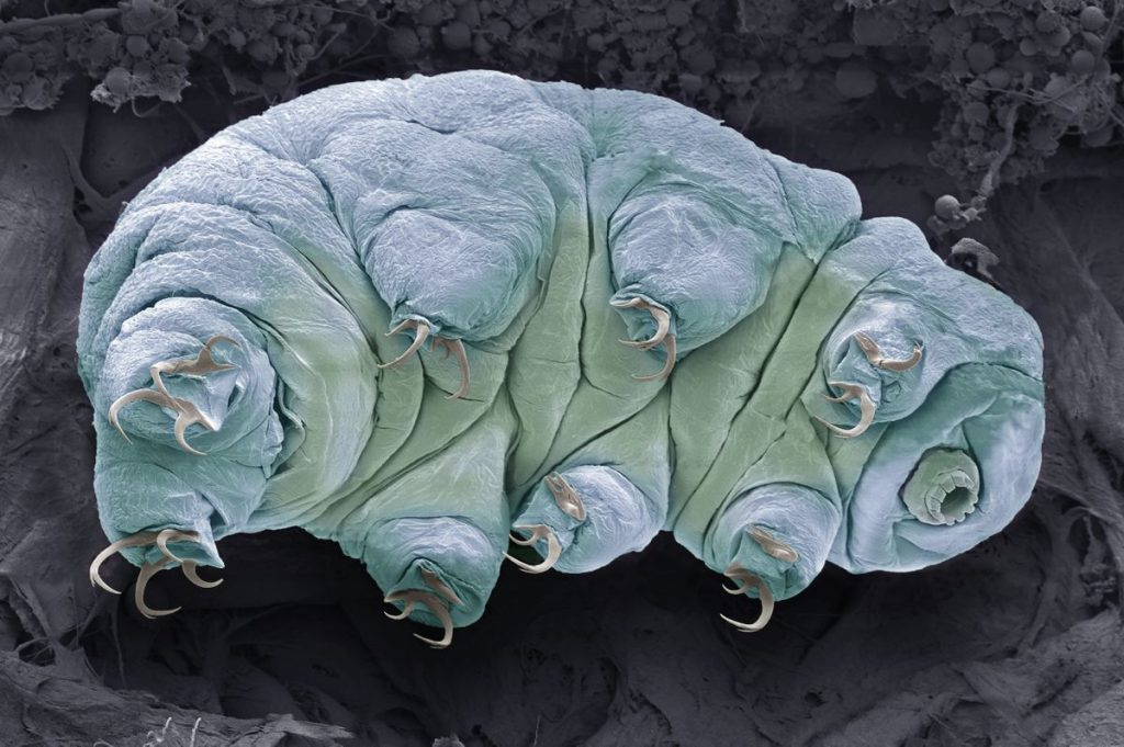 Teeny tardigrades can survive space and lethal radiation. Scientists may finally know how_672d6e5bef2c1.jpeg