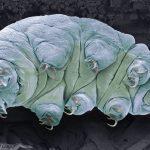 Teeny tardigrades can survive space and lethal radiation. Scientists may finally know how_672d6e5bef2c1.jpeg