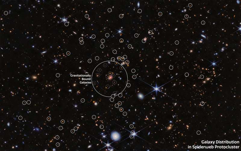 Webb finds surprises in Spiderweb protocluster field